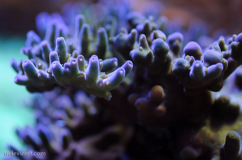 Name:  zoas.jpg
Views: 1569
Size:  83.4 KB