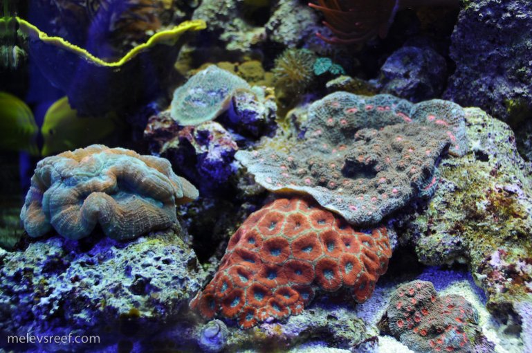 Name:  reefshot-chalice-acan-lobo.jpg
Views: 1452
Size:  116.5 KB