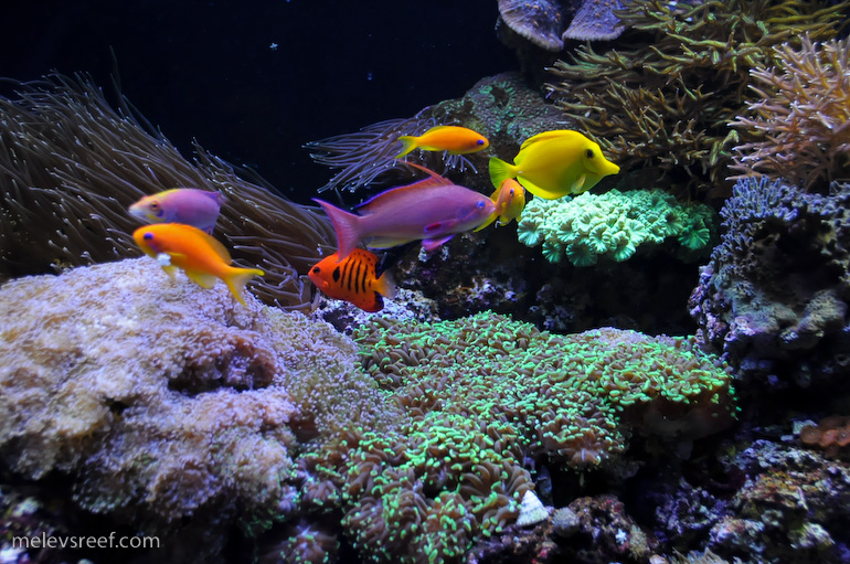 Name:  reefshot-fishes-2.jpg
Views: 1362
Size:  265.6 KB