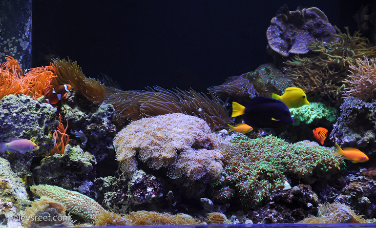 Name:  reefshot-fishes.jpg
Views: 1342
Size:  274.7 KB