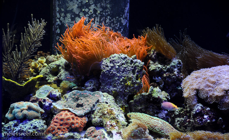 Name:  reefshot-rbta.jpg
Views: 1470
Size:  284.5 KB