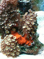 Click image for larger version

Name:	corals.jpg
Views:	185
Size:	97.8 KB
ID:	84