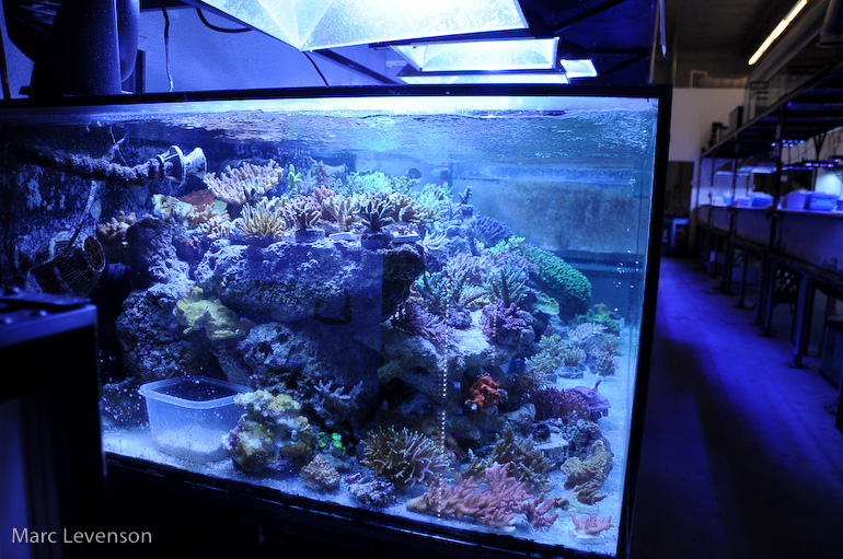 Name:  aquasd-displayed-corals-3.jpg
Views: 809
Size:  266.3 KB