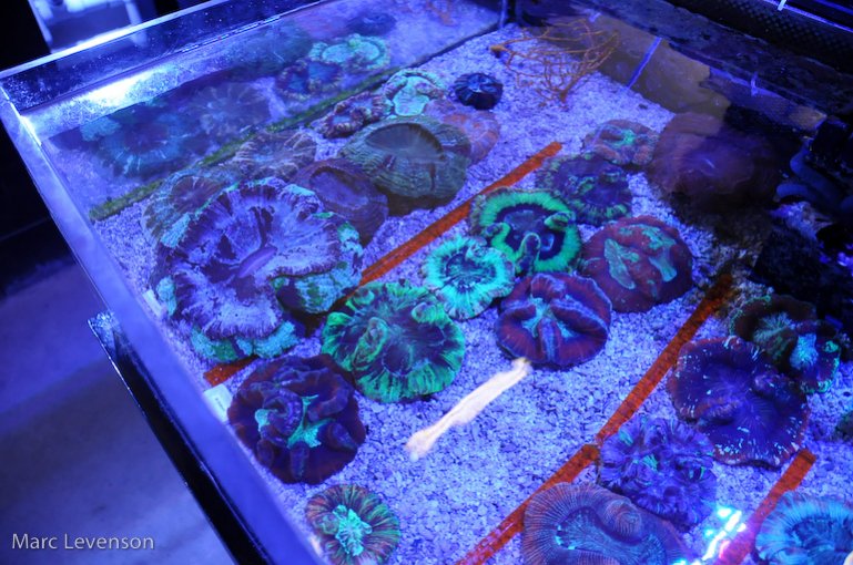 Name:  aquasd-displayed-corals-8.jpg
Views: 700
Size:  112.1 KB