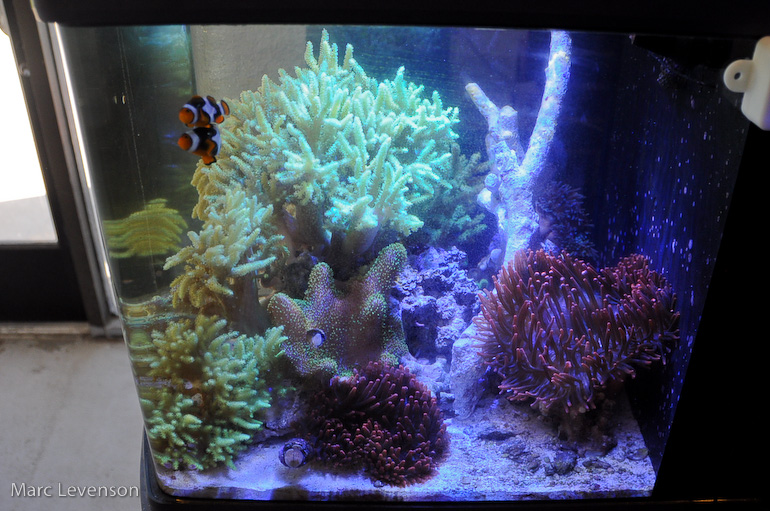 Name:  aquasd-displayed-corals-10.jpg
Views: 688
Size:  226.7 KB