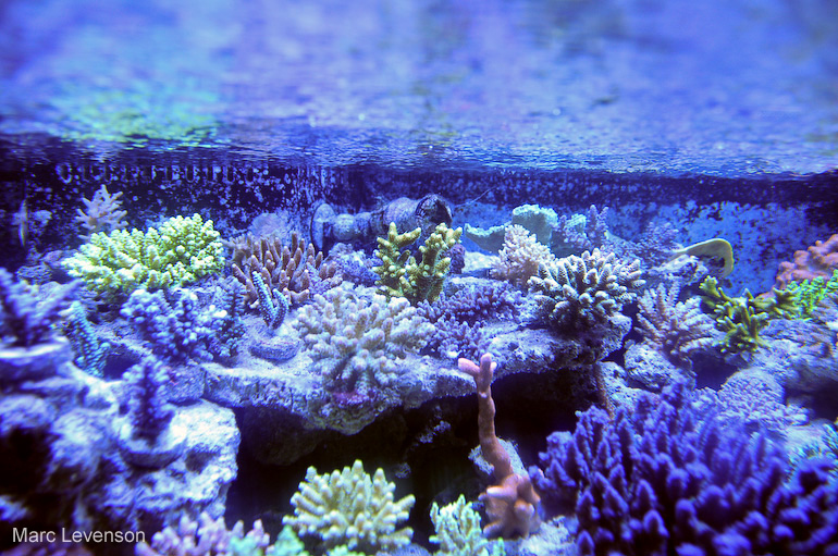 Name:  aquasd-reef-corals-3.jpg
Views: 746
Size:  270.7 KB