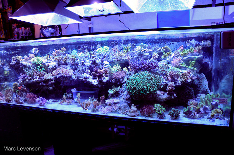 Name:  aquasd-reef-corals.jpg
Views: 2083
Size:  263.2 KB