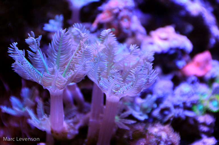 Name:  daisy-polyps-2.jpg
Views: 686
Size:  189.6 KB