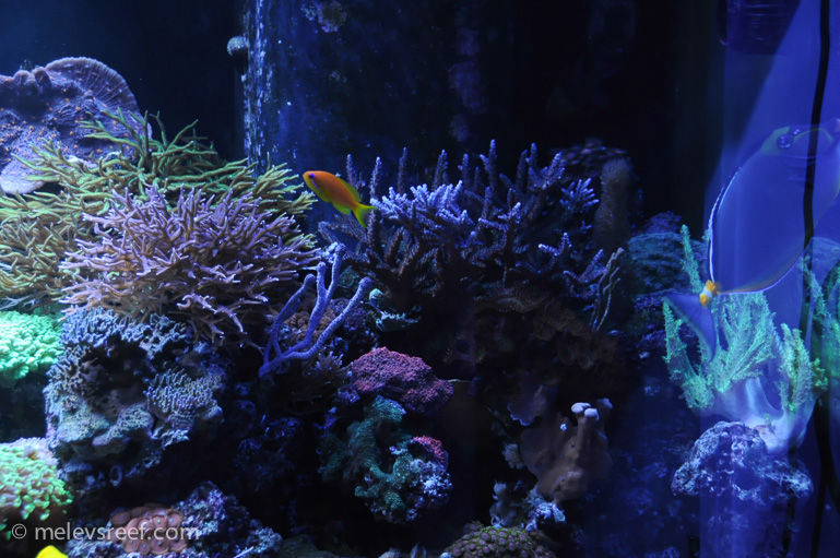 Name:  215-reefshots-3.jpg
Views: 2224
Size:  234.7 KB