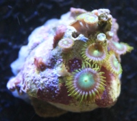 Name:  B-zoa-green-IMG_5318.jpeg
Views: 251
Size:  36.1 KB