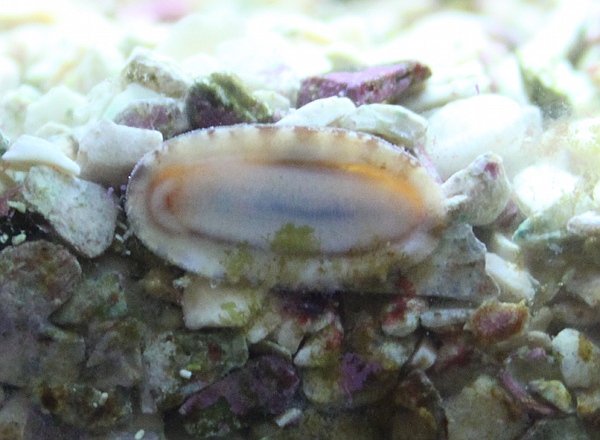 Name:  IMG_5930_BLOG_Chiton1.jpg
Views: 922
Size:  142.1 KB