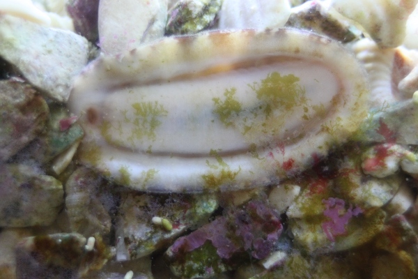 Name:  IMG_5934_BLOG_Chiton2.jpg
Views: 917
Size:  124.6 KB