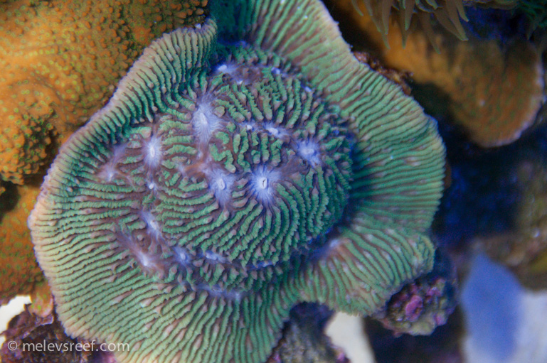 Name:  lith-coral.jpg
Views: 1798
Size:  259.3 KB