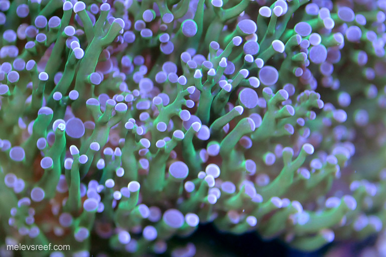 Name:  td-frogspawn.jpg
Views: 1444
Size:  152.0 KB