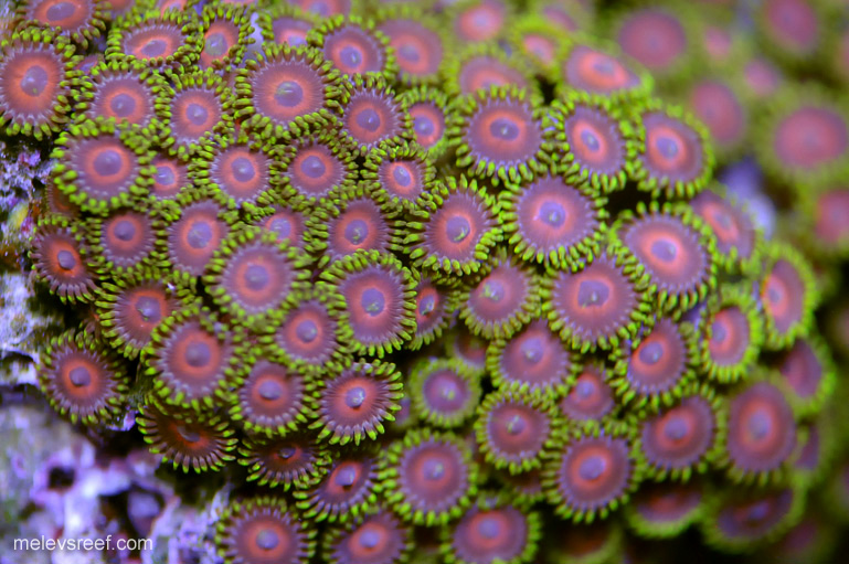 Name:  td-zoas.jpg
Views: 430
Size:  188.0 KB