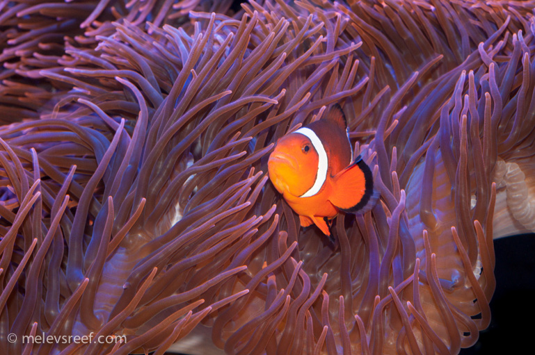 Name:  clownfish.jpg
Views: 1206
Size:  264.8 KB