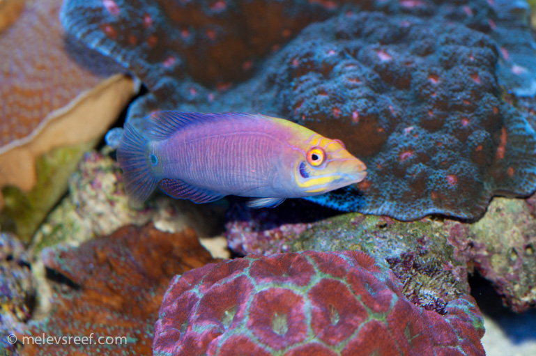 Name:  mystery-wrasse.jpg
Views: 300
Size:  233.7 KB