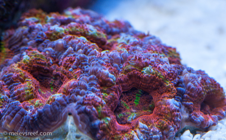 Name:  rainbow-acan.jpg
Views: 397
Size:  245.4 KB