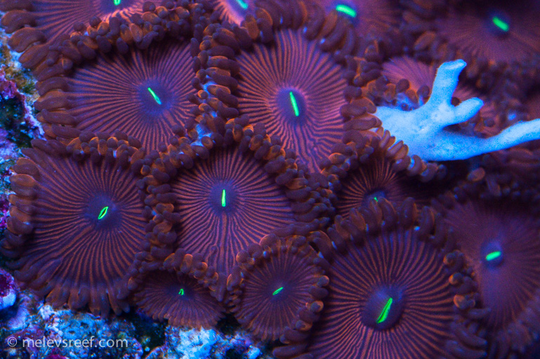 Name:  red-zoas770.jpg
Views: 303
Size:  275.2 KB