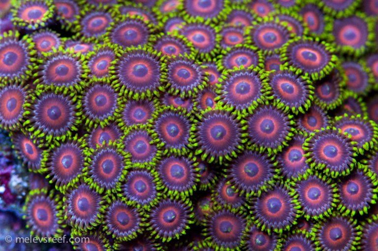 Name:  zoas-plus-white770.jpg
Views: 590
Size:  122.3 KB