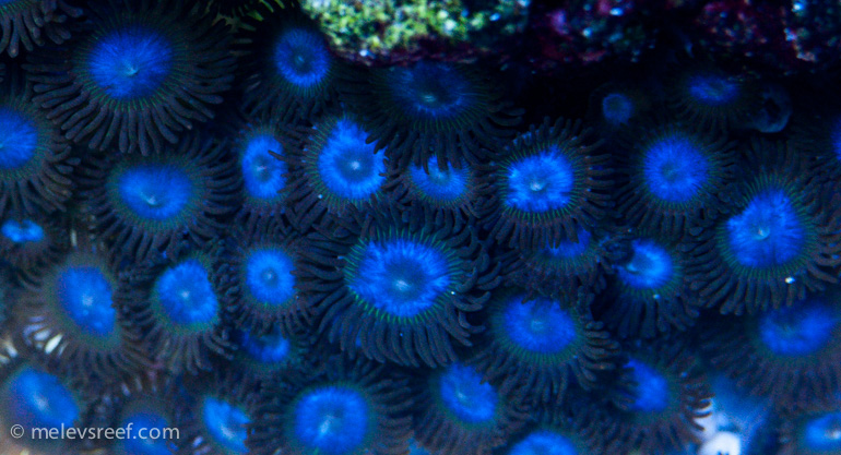 Name:  blue-zoas770.jpg
Views: 366
Size:  197.7 KB