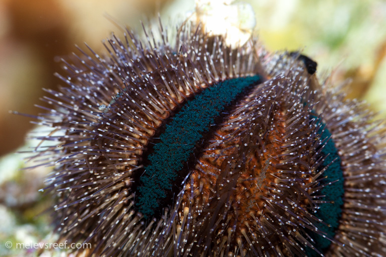 Name:  urchin-bonus.jpg
Views: 532
Size:  240.7 KB