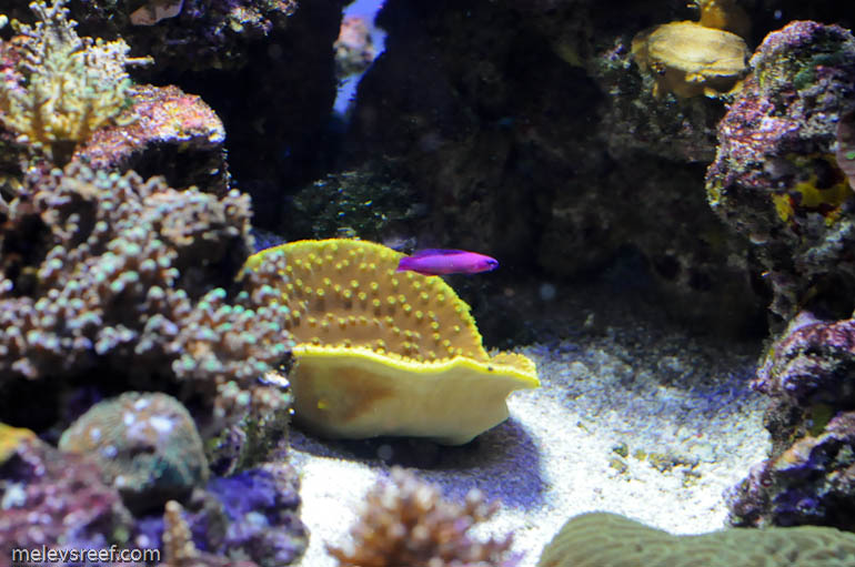 Name:  ORA_magenta_dottyback.jpg
Views: 3680
Size:  133.4 KB