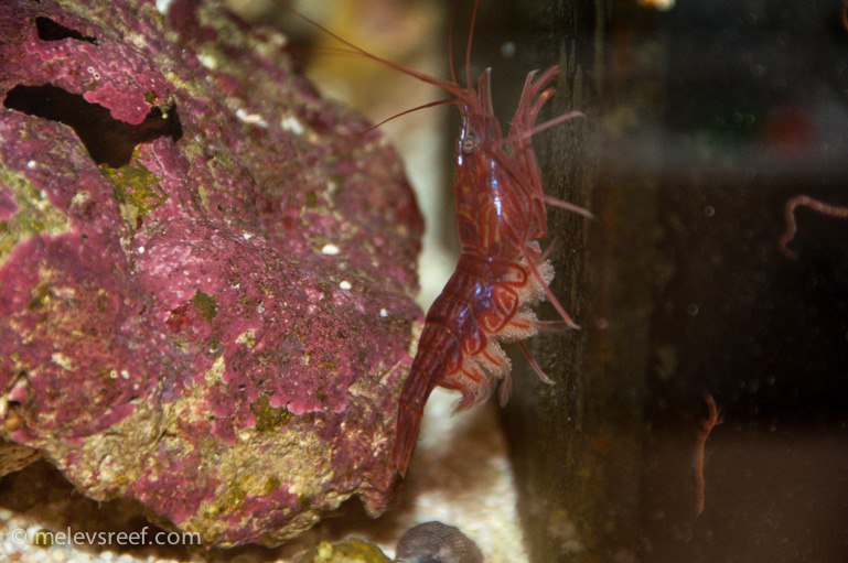 Name:  pep-shrimp-carrying-2.jpg
Views: 1498
Size:  207.2 KB