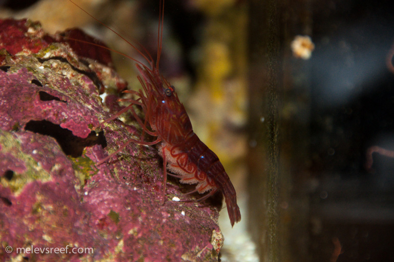 Name:  pep-shrimp-carrying-3.jpg
Views: 1184
Size:  183.9 KB