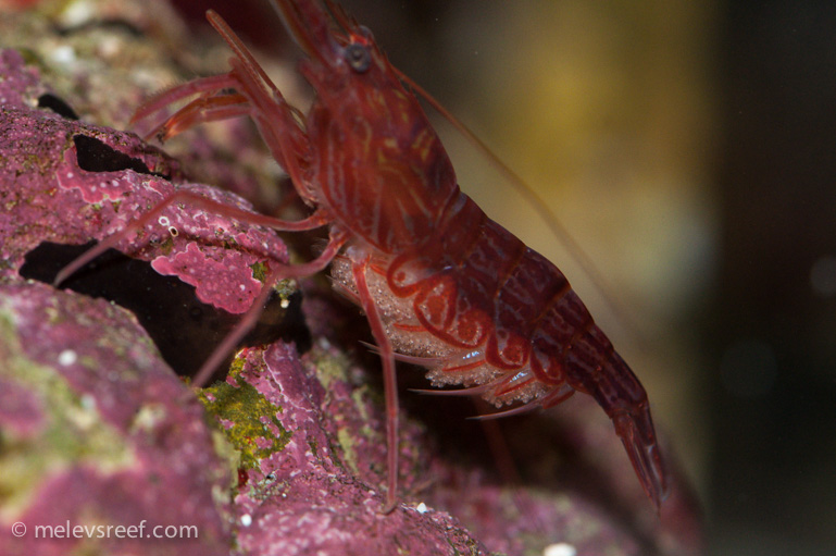 Name:  pep-shrimp-carrying-4.jpg
Views: 2566
Size:  168.8 KB