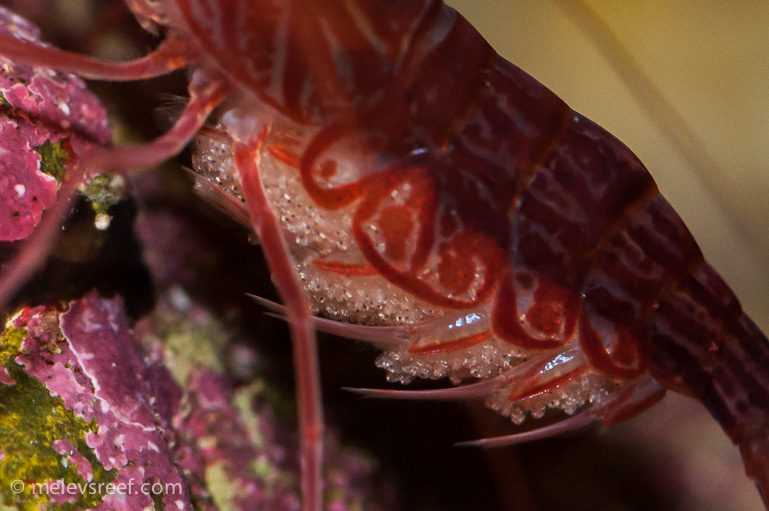 Name:  pep-shrimp-carrying-5.jpg
Views: 2376
Size:  175.2 KB