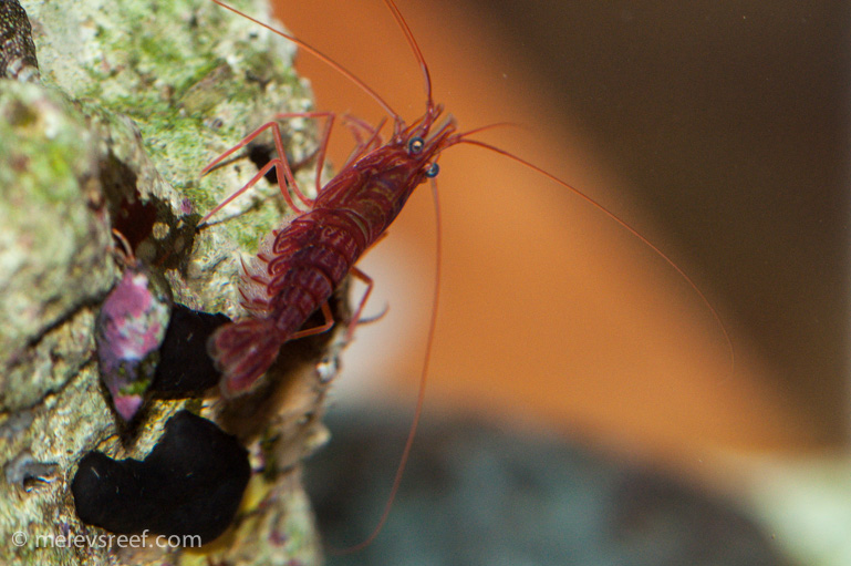 Name:  pep-shrimp-carrying-6.jpg
Views: 1218
Size:  180.9 KB