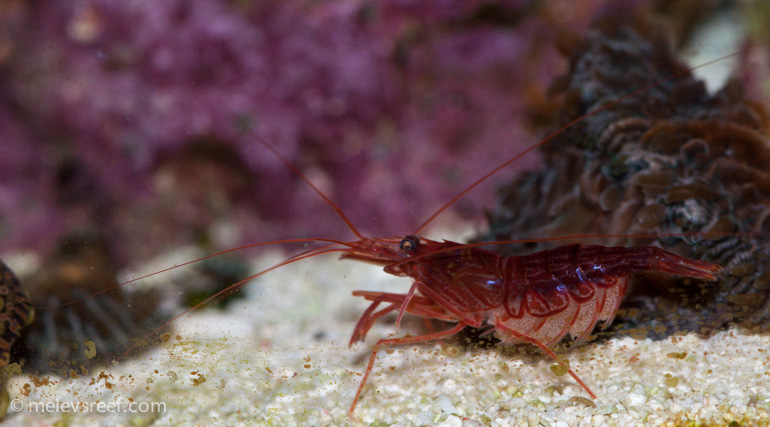 Name:  pep-shrimp-carrying-7.jpg
Views: 985
Size:  161.8 KB