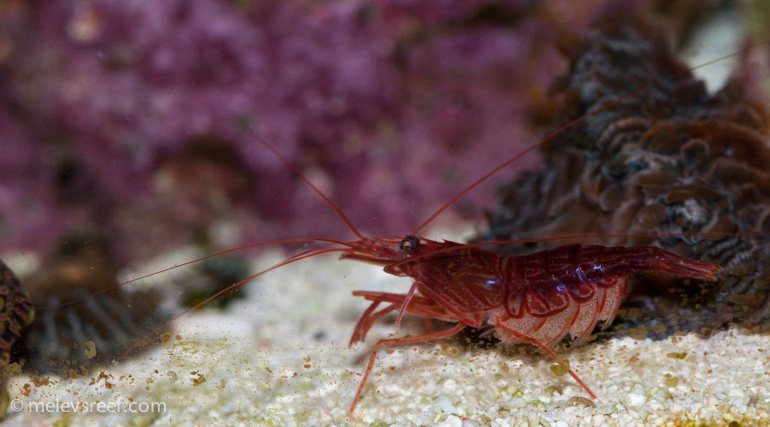 Name:  pep-shrimp-carrying-7.jpg
Views: 1062
Size:  161.8 KB