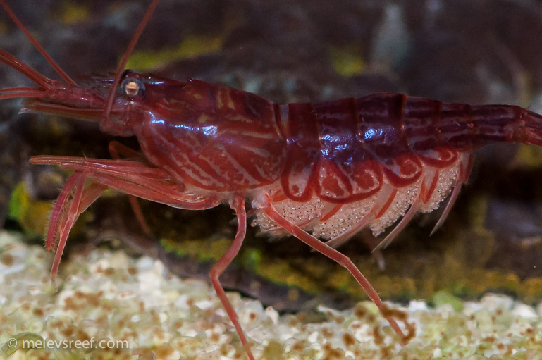 Name:  pep-shrimp-carrying-8.jpg
Views: 1145
Size:  183.9 KB