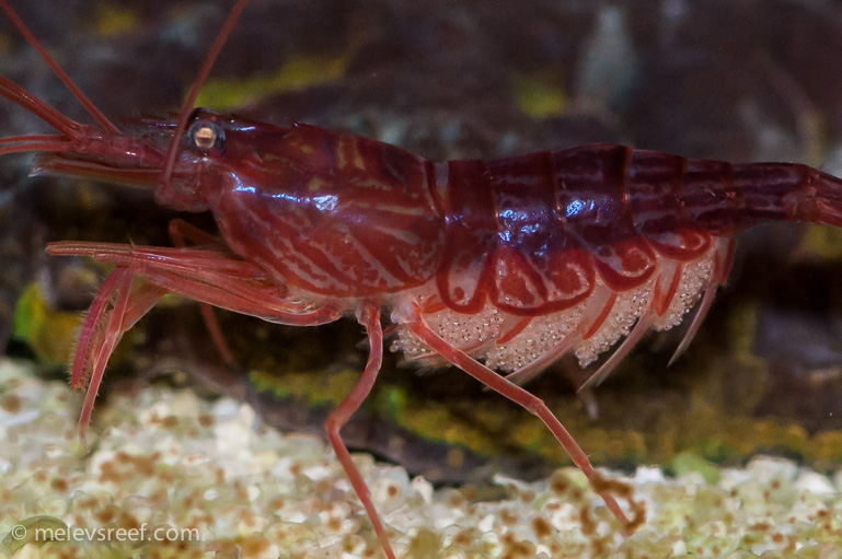 Name:  pep-shrimp-carrying-8.jpg
Views: 1275
Size:  183.9 KB