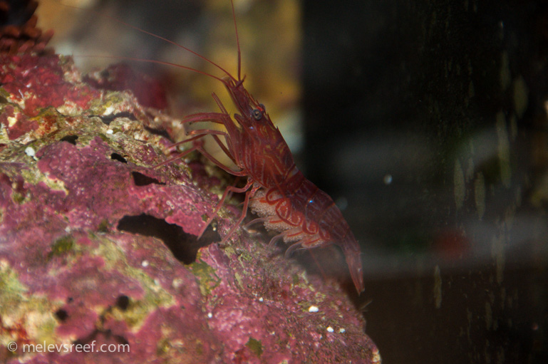 Name:  pep-shrimp-carrying.jpg
Views: 1119
Size:  176.8 KB