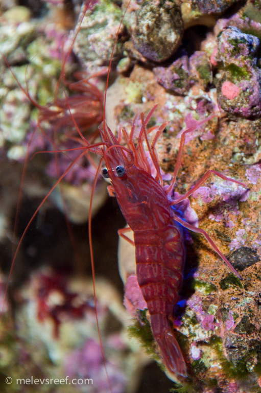 Name:  peppermint-shrimp-2.jpg
Views: 297
Size:  254.0 KB