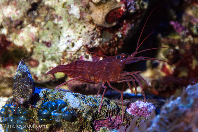 Name:  peppermint-shrimp-3.jpg
Views: 437
Size:  266.4 KB