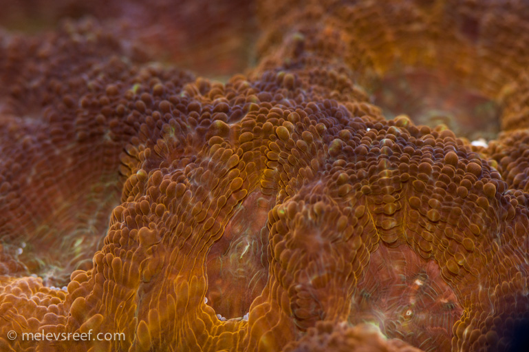 Name:  orange-acan.jpg
Views: 289
Size:  208.0 KB