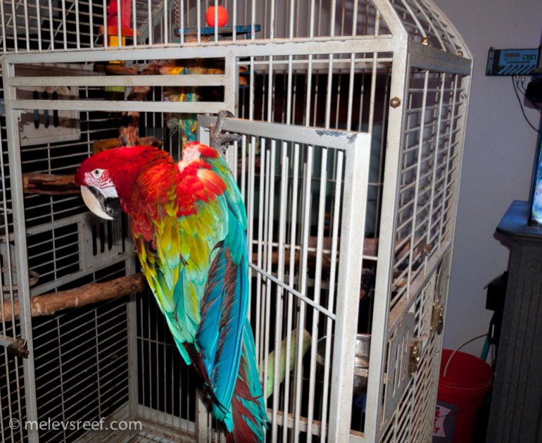 Name:  cc-parrot.jpg
Views: 674
Size:  121.1 KB