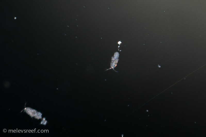 Name:  copepods-2.jpg
Views: 368
Size:  81.6 KB