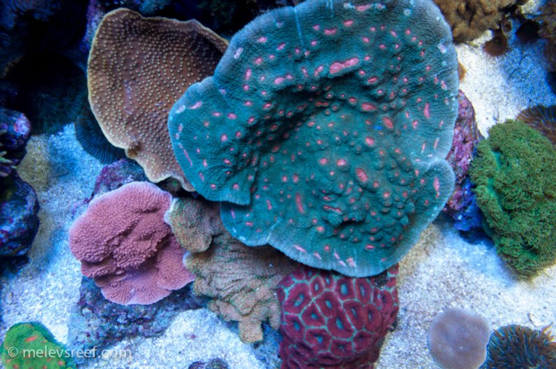 Name:  patch-o-corals.jpg
Views: 324
Size:  124.6 KB