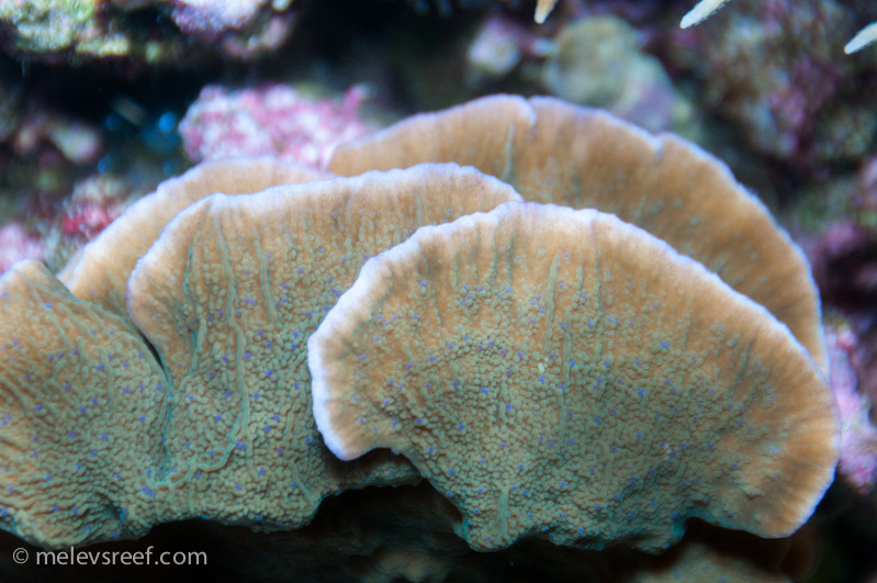 Name:  blue-polyped-monti.jpg
Views: 307
Size:  223.5 KB